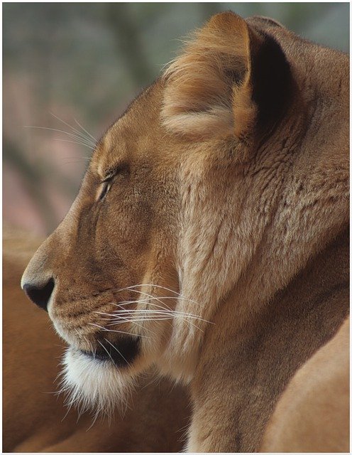 lion-5375580_640.jpg